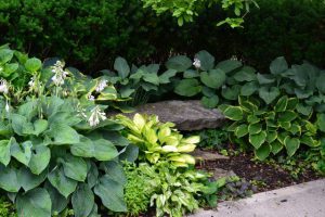 Read more about the article Mastering the Collector’s Garden