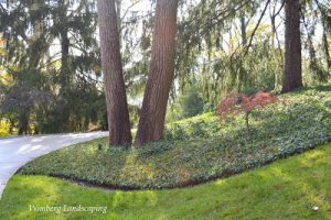 Read more about the article THREE THINGS PROFESSIONAL GARDENERS ALWAYS NOTICE