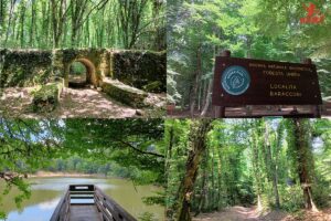 foresta