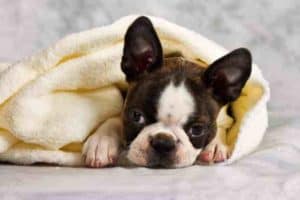 Cute Baby Boston Terrier