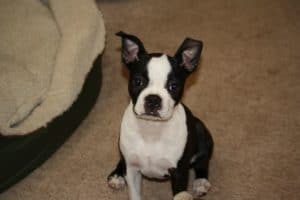 Boston Terrier