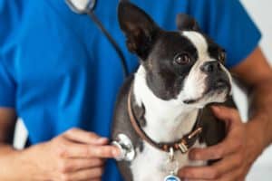 5 Tips on How to Pay for Pet Medical Bills