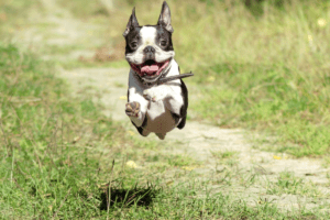 Interesting Facts About Boston Terriers