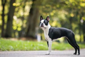 What Were Boston Terriers Bred For? Boston Terrier Society