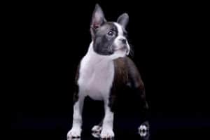 How do Boston Terriers End Up In Rescues?