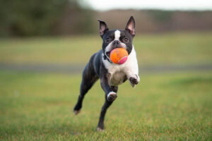 Best Boston Terrier Toys