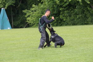 Dobermann Gamon di Casa Gaia ZTP Demis Benedetti