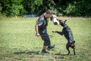 Dobermann maschio Flander della Selviata