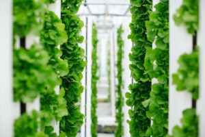 The light demands, crop cycle time and plant architecture make leafy crops very amenable to production using vertical farms. - Photo: Bayer