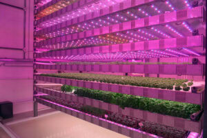 Vertical farming system of the French start-up 'Jungle' in Chateau-Thierry, eastern of Paris. - Photo: Eric Piermont / AFP