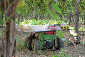 Today Burro has 90 robots in table grape fields covering 100-300 miles a day autonomously, six days a week. - Photo: Burro