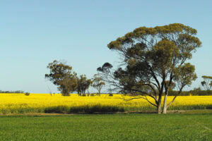 Native vegetation across the farm can contribute to the farm system holistically. - Photo: René Groeneveld