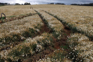 Pyrethrum is one of the crops Redbank Farm grows. - Photo: Redbank Farm