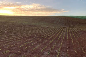 Redbank Farm has managed to improve its soil carbon content considerably in the past few years. - Photo: Redbank Farm