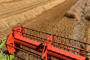 Redbank Farm is the Australian record holder for wheat with a yield of 13.1 ton per hectare. - Photo: Redbank Farm