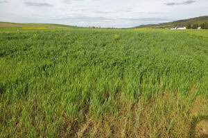 A legume cover crop prior to mowing and plowing in the spring at the Larson research center. Cover crops like this one take up nitrogen that is not lost to water, and the residue left by these grasses slowly releases nitrogen for the following cash crop, such as corn. - Photo: Penn State