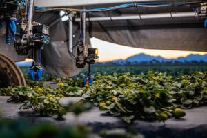 Automatic harvesting by image sensors and AI. - Photo: Kubota