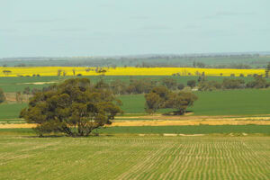 Connectivity is one of agriculture’s greatest barriers to sustainability and productivity growth in Australia. - Photo: René Groeneveld