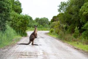 Local trials can ensure the technology will be safe in Australia’s unique conditions. For example, trials have revealed that autonomous vehicles struggle to register kangaroos. - Photo: Graham Holtshausen