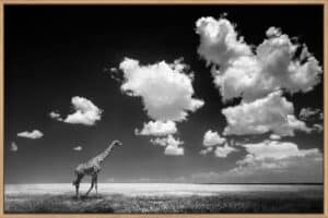 Gone with the Clouds - Canvas