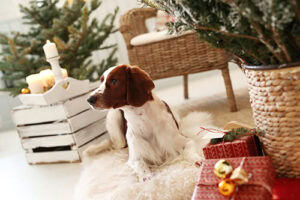 7 consejos para que tu mascota se sienta segura en Navidad