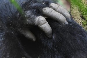 4 Days Gorilla Trekking Safari