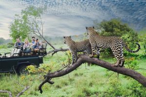 Best African Safari Tours and Vacation