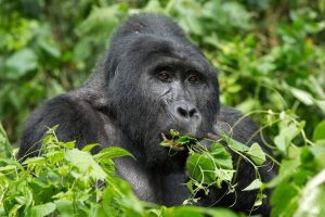 Luxury Gorillas and Game Safari in Uganda
