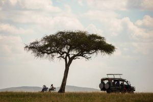 Bespoke Uganda Safari Experiences