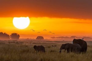 Uganda Prestige Safari Experience
