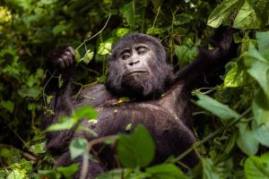 Best Jungle Tours and Gorilla Safaris in Africa