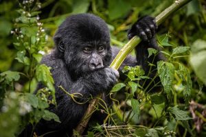 Best Month for Gorilla Trekking in Uganda