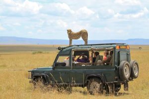 Where Is the Best Safari Experience in Africa