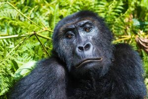 Luxury African Gorilla Safari: The Ultimate Guide