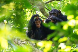 Best Jungle Tours in Uganda: Ranked by Experience