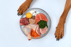 Dog eating a balanced raw food meal