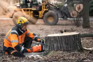 Guide to Stump Removal Costs in Sydney