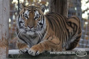 Keesha-9265