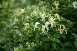   خرید گل و گیاه عمده|فروش گل و گیاه عمده تهران