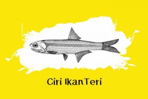 manfaat ikan teri adalah