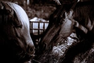 The Flo Féa story 5 paard