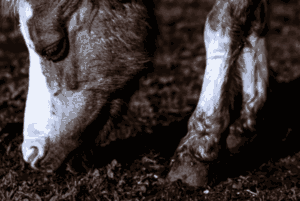 mijn paard moet aankomen