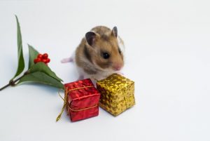 hamster-see-box