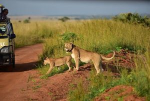 Luxury Uganda Gorilla and Big Five Safari