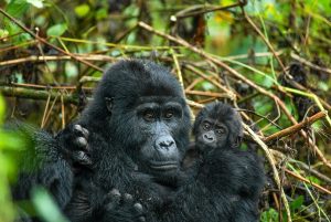 Best gorilla trekking Buhoma