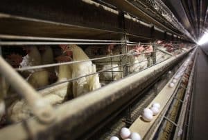 Colorado Bird Flu Outbreak