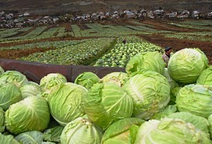 блокочанная капуста