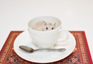hamster-in-the-cup