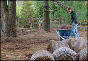 Read more about the article CHORES IN THE WINTER GARDEN – COVER-UP