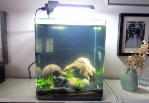 Alexa, schalt das Licht am Aquarium aus!